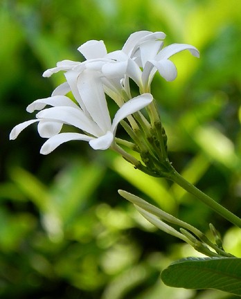 Hibiscus Flower Meaning In Marathi | Best Flower Site