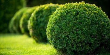 What is Topiary Gardening