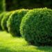 What is Topiary Gardening