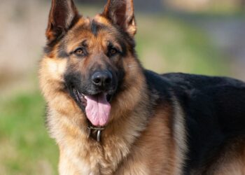 I Miss My Pet – Momo  