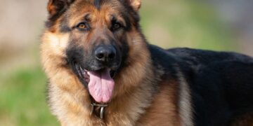 I Miss My Pet – Momo  