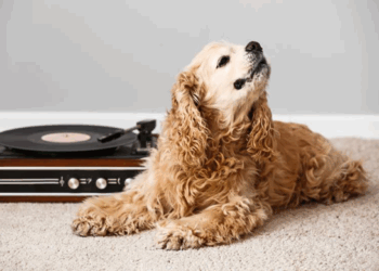 Humans and animals love music equally  