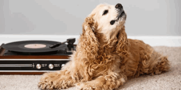 Humans and animals love music equally  