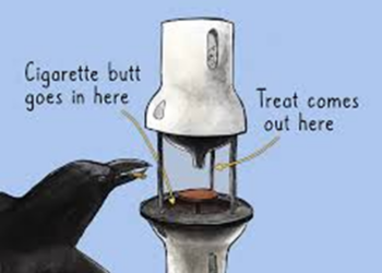 Crows are highly intelligent species