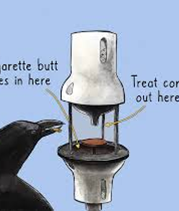 Crows are highly intelligent species